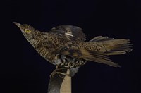 藏品(虎鶇)的圖片